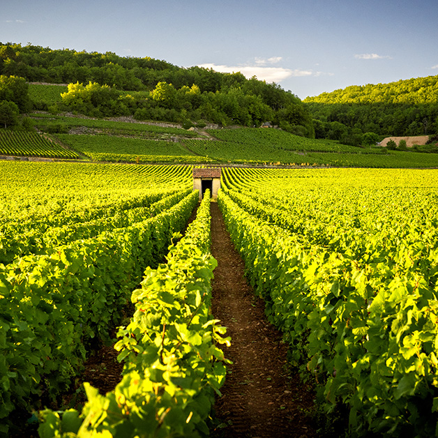 Beaune