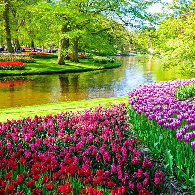 Keukenhof